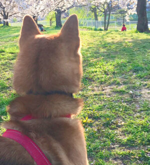 わんちゃん達と過ごす最後のひととき