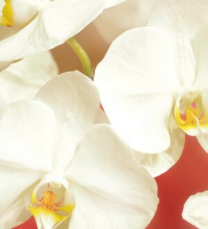 「自宅葬をしてよかった」—実際のアンケートから見える安心のかたち【岸和田市・南大阪】