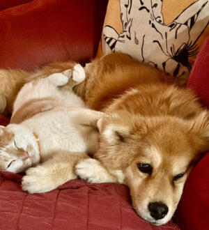 【岸和田市・南大阪】しっぽ家族とは？ペット葬の意味・費用相場・供養方法をおくり火が解説