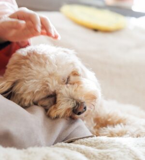 ペットロスとは？心のケアと向き合い方をやさしく解説｜小さな自宅葬・家族で「つくる」お葬式 おくり火