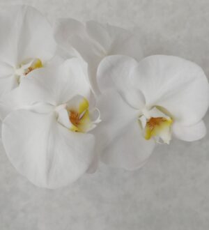 喪主の出棺挨拶｜短く伝わる例文・話す順番・マナー（岸和田市・泉州エリア対応）｜小さな自宅葬・家族で「つくる」お葬式 おくり火