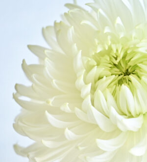 家族葬に親戚を呼ばないメリット・デメリット｜伝え方・トラブル回避・代替案まで解説｜小さな自宅葬・家族で「つくる」お葬式 おくり火