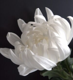 終活とは？やること・始め方・チェックリストをやさしく解説｜小さな自宅葬・家族で「つくる」お葬式 おくり火