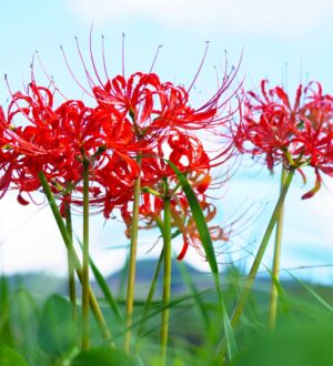 直葬（ちょくそう）とは？家族葬との違いをやさしく解説｜小さな自宅葬・家族で「つくる」お葬式 おくり火