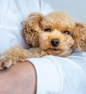 犬のセレモニーについて｜物語台本／メニュー表／チェックリストで選べるお見送り｜小さな自宅葬・家族で「つくる」お葬式 おくり火
